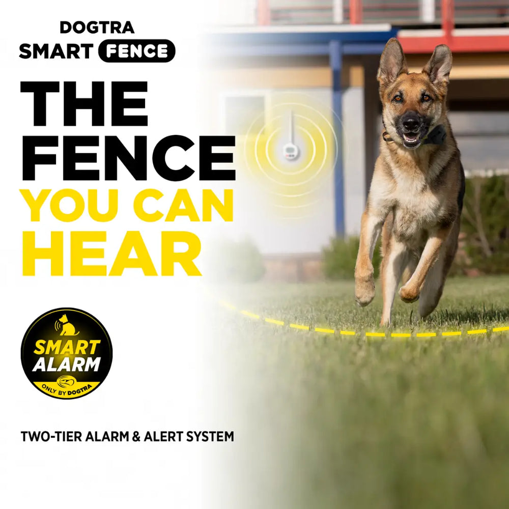 Dog running in the backyard with a Control Station by the wall for the fence you can hear