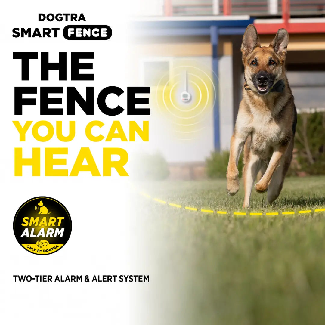 Dog running in the backyard with a Control Station by the wall for the fence you can hear