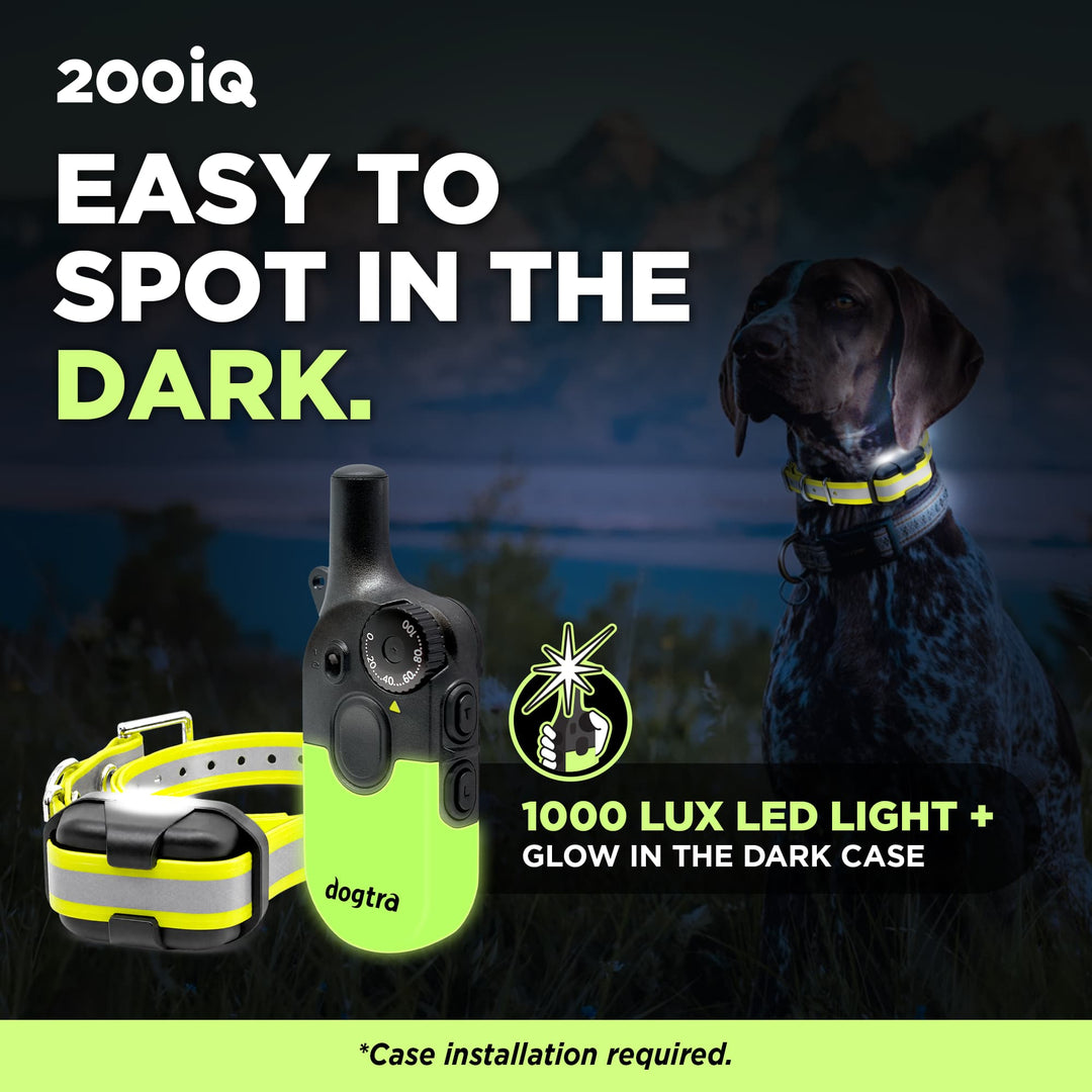 A dog with a glowing collar, designed for safety and visibility in low-light conditions