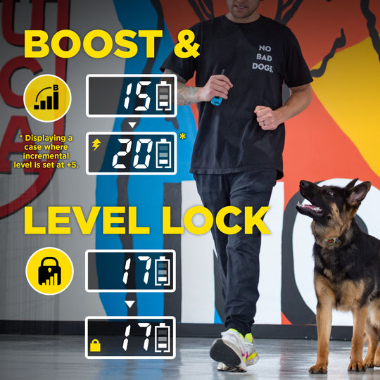 TOM DAVIS EDITION 280C 2.0 + FREE DOGTRA TREAT BAG