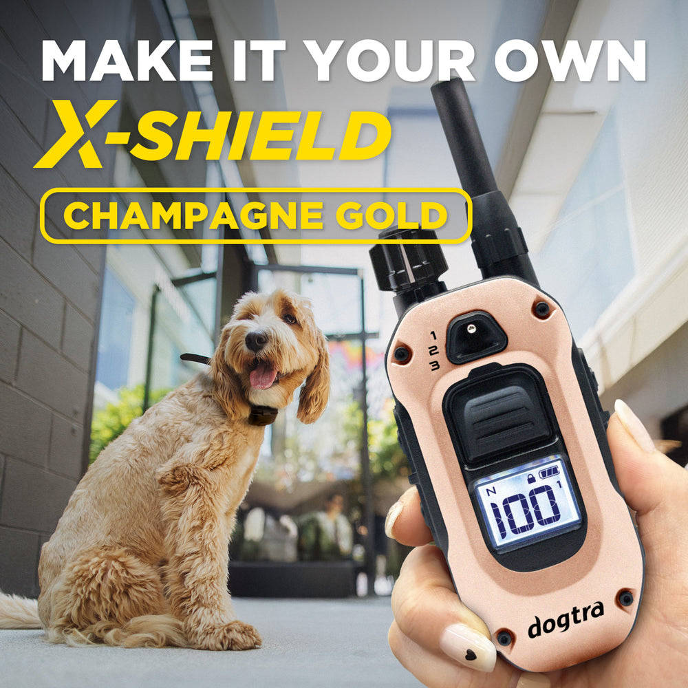 X-SHIELD - CHAMPAGNE GOLD