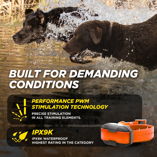 Two dogs in water with a dog training collar and text about its features.