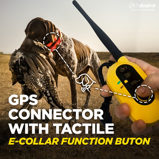 PATHFINDER2 GPS E-COLLAR SET + GREEN ADDITIONAL RECEIVER