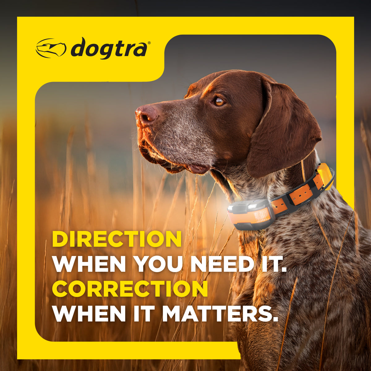Brown and white dog wearing orange and black GPS collar connector in field setting.