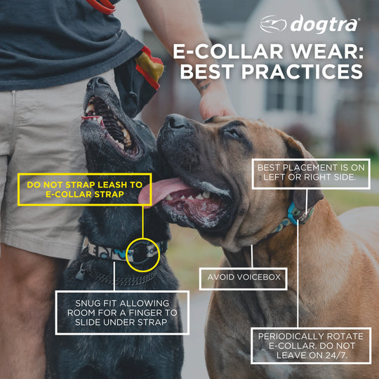 TOM DAVIS EDITION 280C 2.0 + FREE DOGTRA TREAT BAG