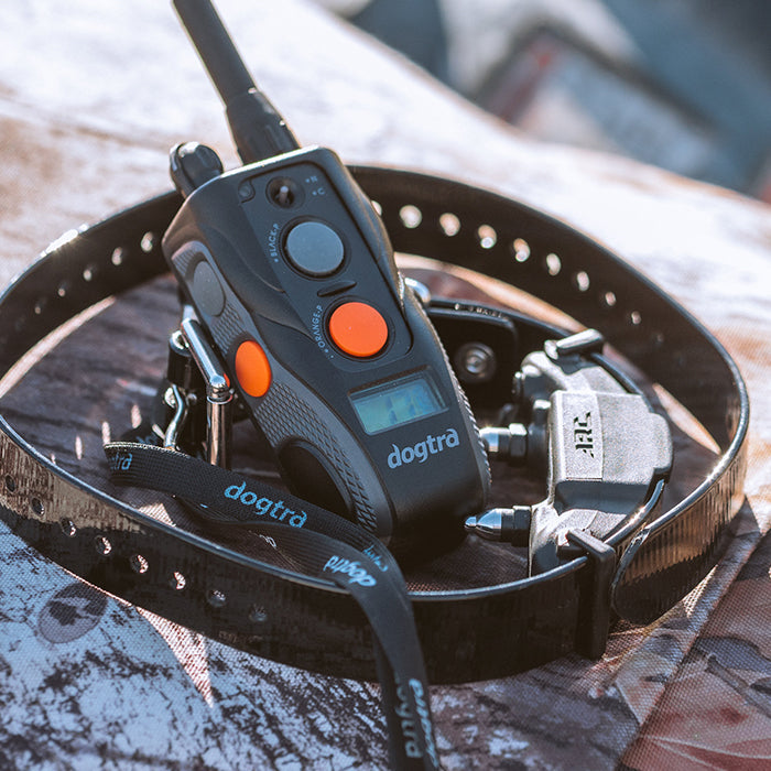 ANSWERED DO SHOCK COLLARS MAKE DOGS AGGRESSIVE?